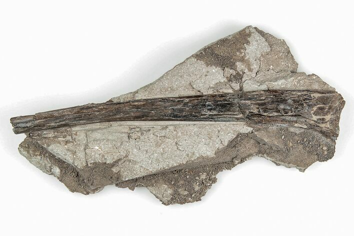 Fossil Pterosaur (Pteranodon) Wing Bone - Kansas #197661